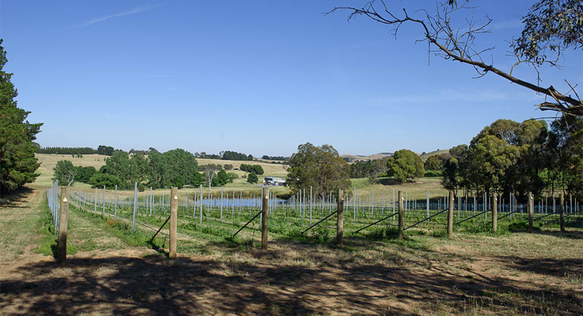 Helm wines